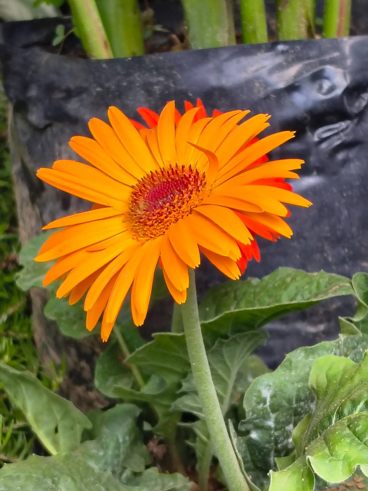 Gerbera naranja en maceta