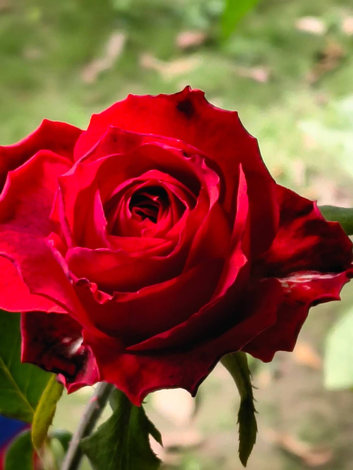 Rosa roja natural