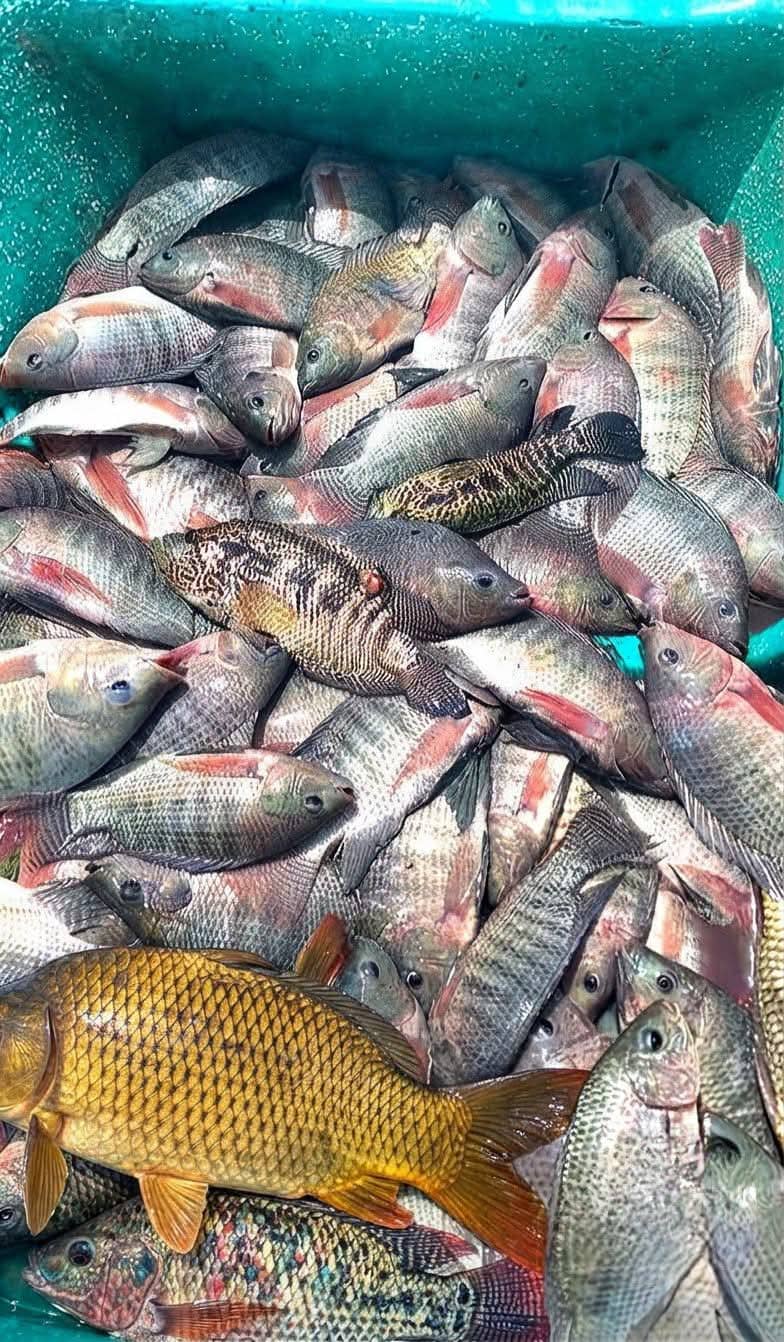 Tilapia fresca (2 libras)