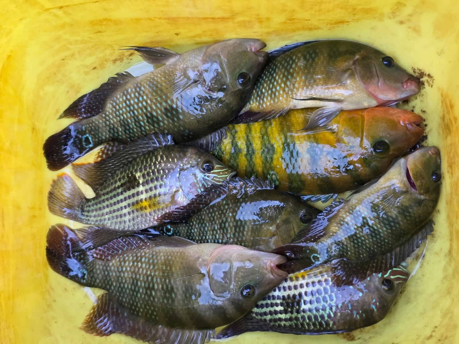 Mojarra fresca (por libra)